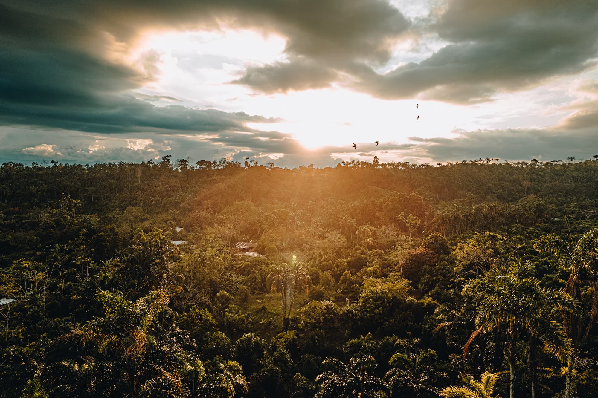 Aerial view of the homestead and surrounding forest canopy at sunset