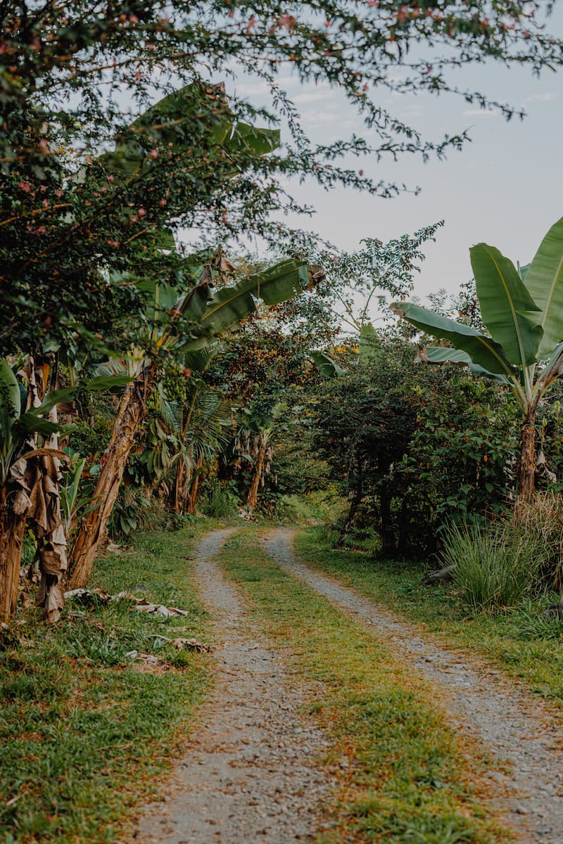 A grass track running between banana palms toward the homestead