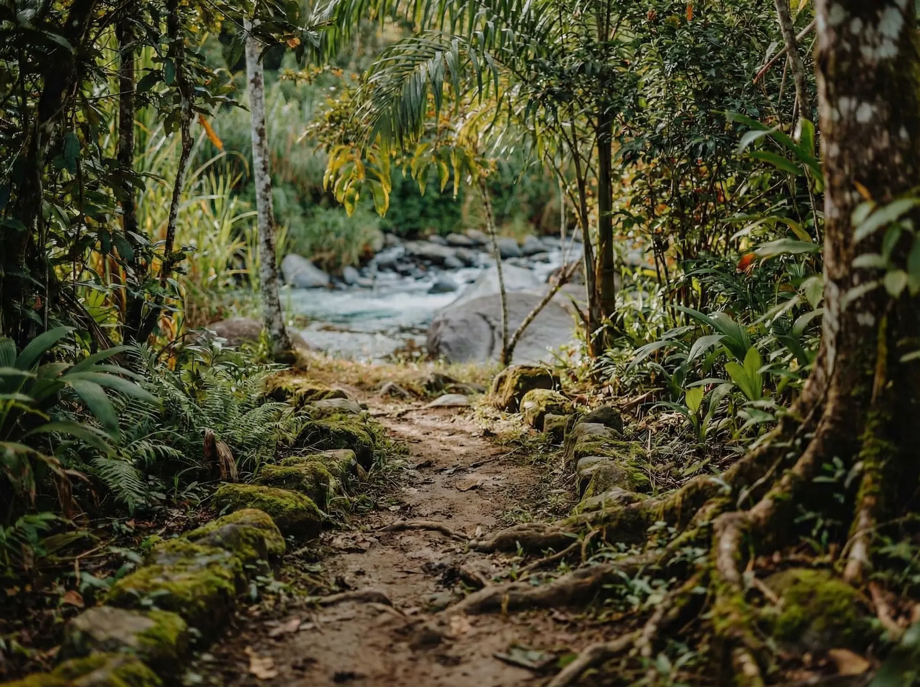 A forest path leading down through the trees toward the river
