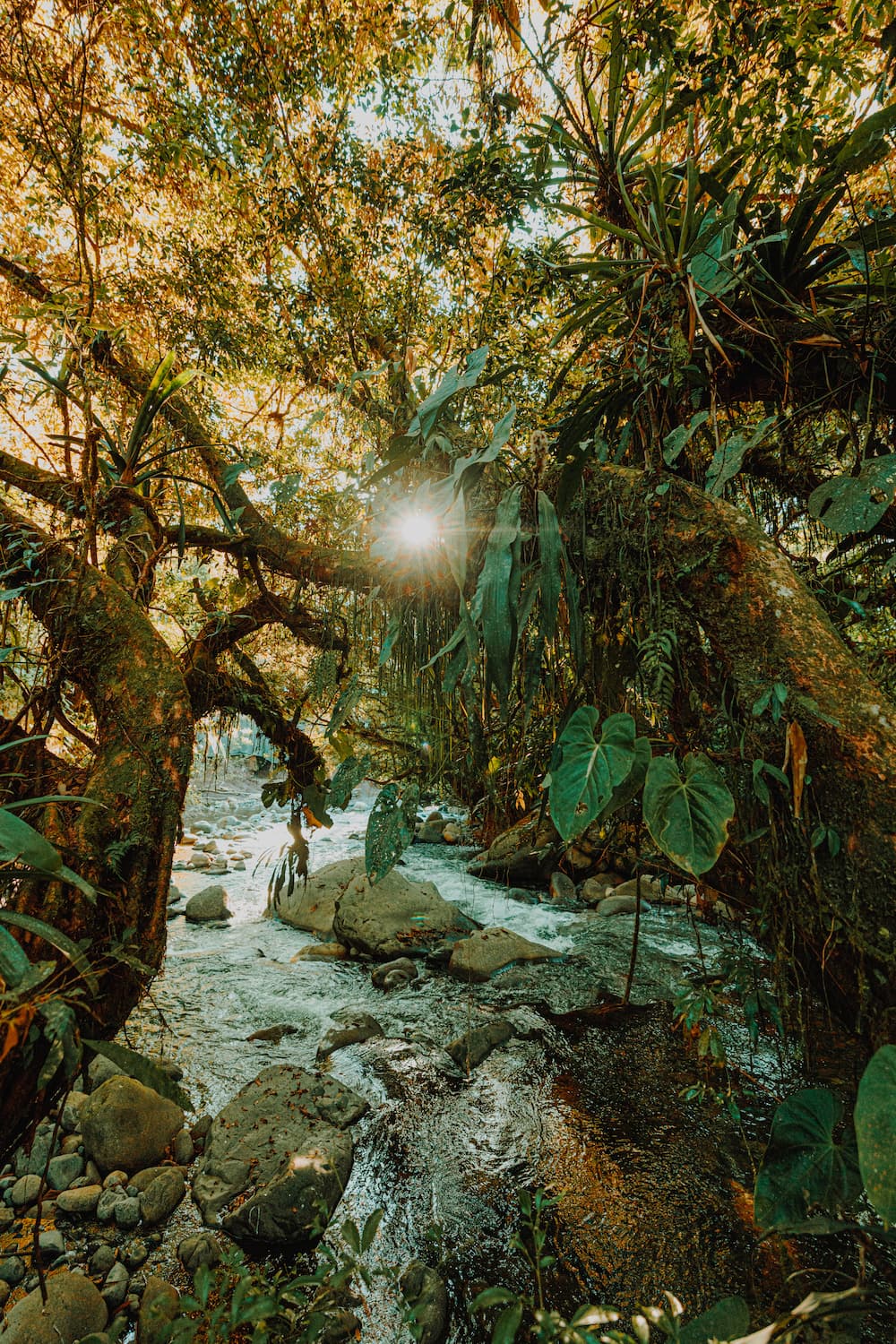 Sunlight breaking through the forest canopy above the river at sunrise