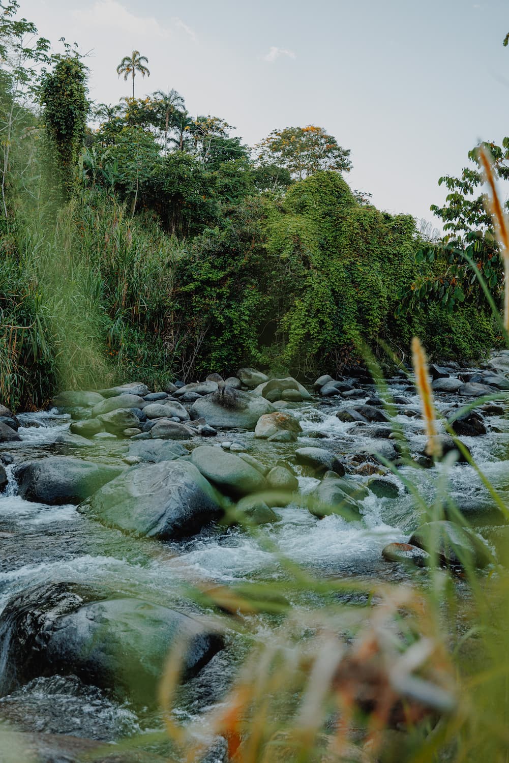 River flowing through the forest near the Suma Kallay homestead.